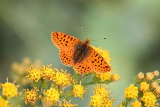 Kafkas Meneke Kelebei (Boloria caucasica)