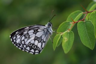 Orman Melikesi (Melanargia galathea)