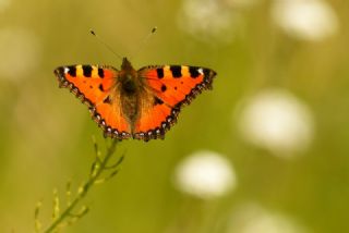 Aglais (Aglais urticae)