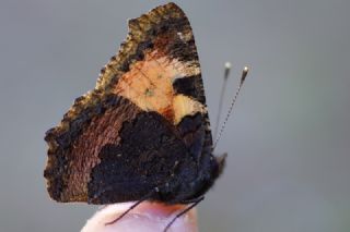 Aglais (Aglais urticae)