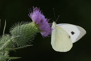 Byk Beyazmelek  (Pieris brassicae)