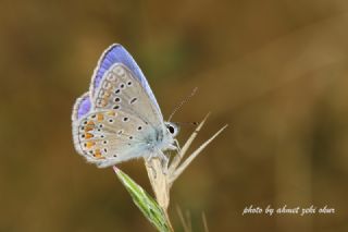 okgzl Meneke Mavisi (Polyommatus thersites)