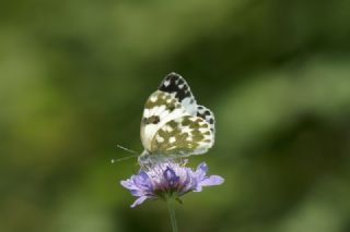 Yeni Beneklimelek (Pontia edusa)