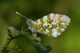 Turuncu Ssl (Anthocharis cardamines)