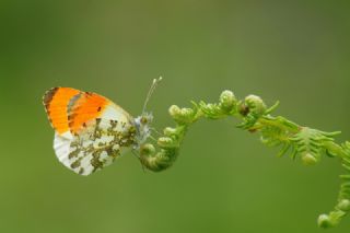 Turuncu Ssl (Anthocharis cardamines)