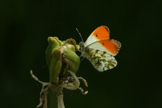 Turuncu Ssl (Anthocharis cardamines)