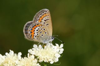 Gm Lekeli Esmergz (Plebejus argus)