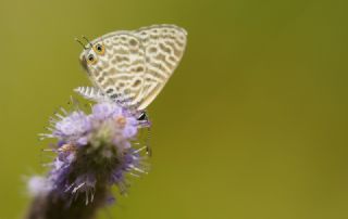 Mavi Zebra (Leptotes pirithous)