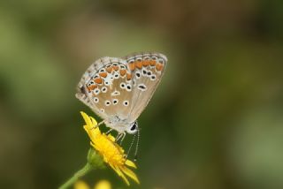 okgzl Esmer (Aricia agestis)