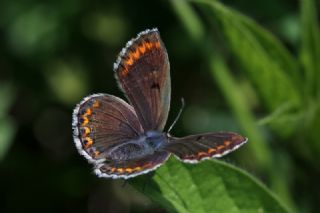 okgzl Esmer (Aricia agestis)