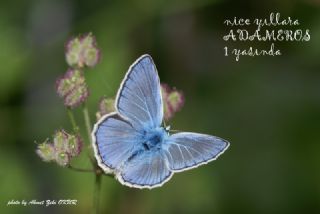 okgzl Amanda (Polyommatus amandus)