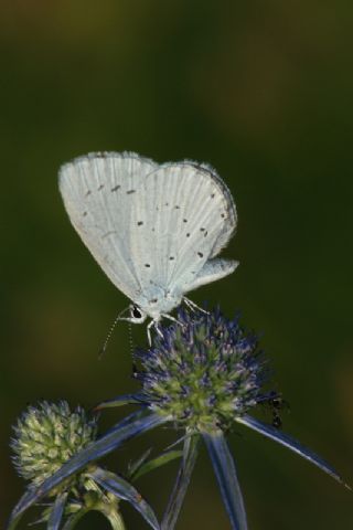 Kutsal Mavi (Celastrina argiolus)