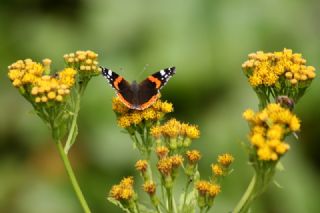 Atalanta (Vanessa atalanta)