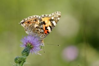 Diken Kelebei (Vanessa cardui)