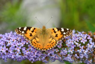 Diken Kelebei (Vanessa cardui)