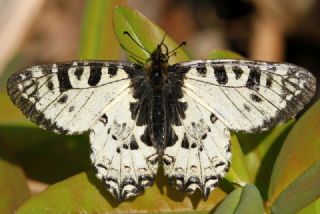 Kafkas Fistosu (Zerynthia caucasica)