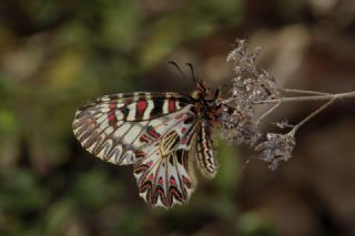 Gney Fistosu (Zerynthia polyxena)