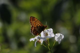 Beyaz nci (Clossiana euphrosyne)