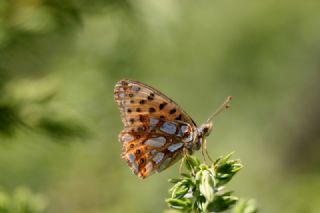 spanyol Kraliesi (Issoria lathonia)