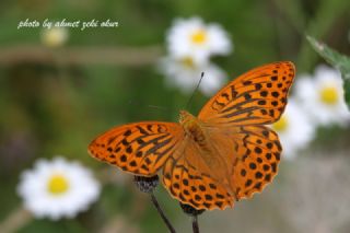 Cengaver (Argynnis paphia)