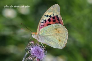 Bahadr (Argynnis pandora)