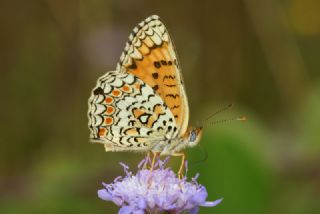 Benekli Byk parhan (Melitaea phoebe)