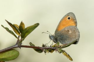 Kk Zpzp Perisi (Coenonympha pamphilus)