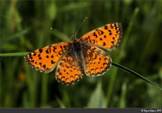 Gzel parhan (Melitaea syriaca)