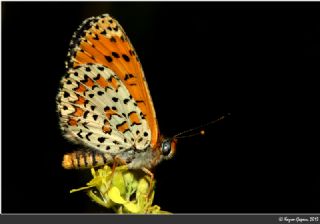 Gzel parhan (Melitaea syriaca)