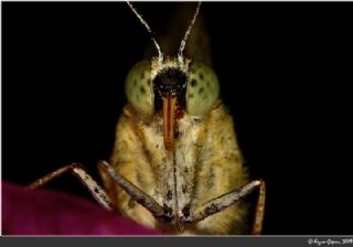 Byk Beyazmelek  (Pieris brassicae)