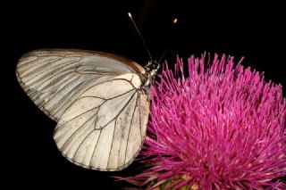 Al Beyaz (Aporia crataegi)