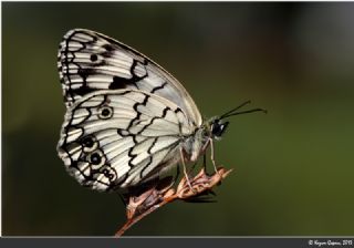 Anadolu Melikesi (Melanargia larissa)