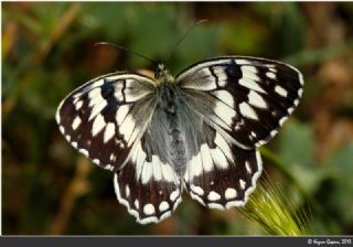 Anadolu Melikesi (Melanargia larissa)