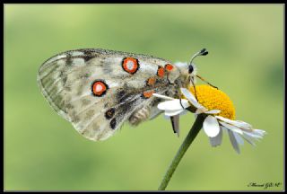 Apollo (Parnassius apollo)