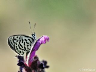 Balkan Kaplan (Tarucus balkanicus)