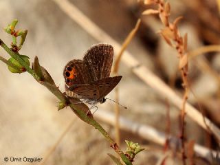 Mcevher Kelebei (Chilades trochylus)