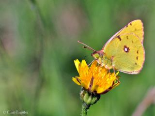 Sar Azamet (Colias croceus)