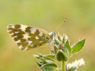 Da Oykls (Euchloe ausonia)