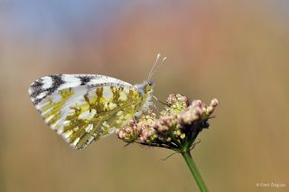 Da Oykls (Euchloe ausonia)