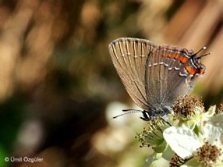 Byk Sevbeni (Satyrium ilicis)