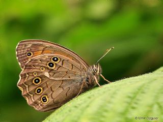 Aa Esmeri (Kirinia roxelana)