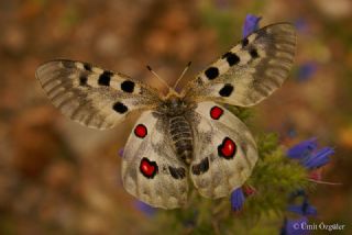Apollo (Parnassius apollo)