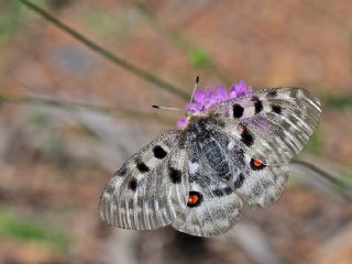 Apollo (Parnassius apollo)