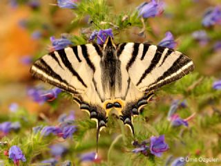 Erik Krlangkuyruk (Iphiclides podalirius)