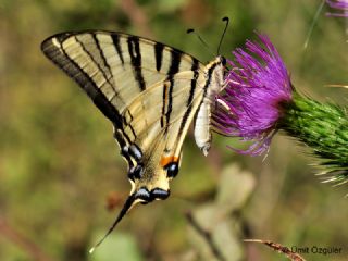 Erik Krlangkuyruk (Iphiclides podalirius)