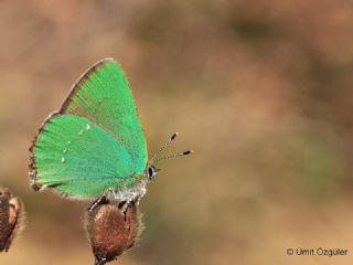 Zmrt (Callophrys rubi)