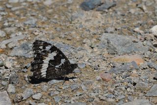Kara Murat (Brintesia  circe)
