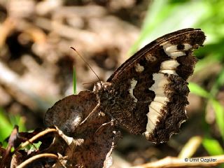 Kara Murat (Brintesia  circe)
