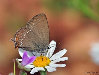 Minik Sevbeni (Satyrium acaciae)