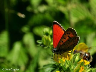 Ate Bakr Gzeli (Lycaena candens)